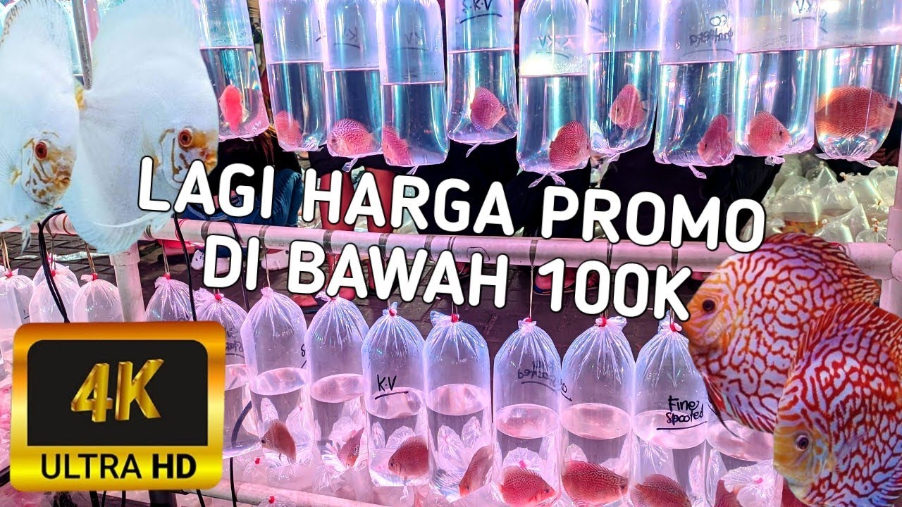 REVIEW IKAN DISCUS DAN TANKMATE. IKAN LOUHAN. IKAN MEMPHIS. DI PASAR IKAN HIAS JATINEGARA 