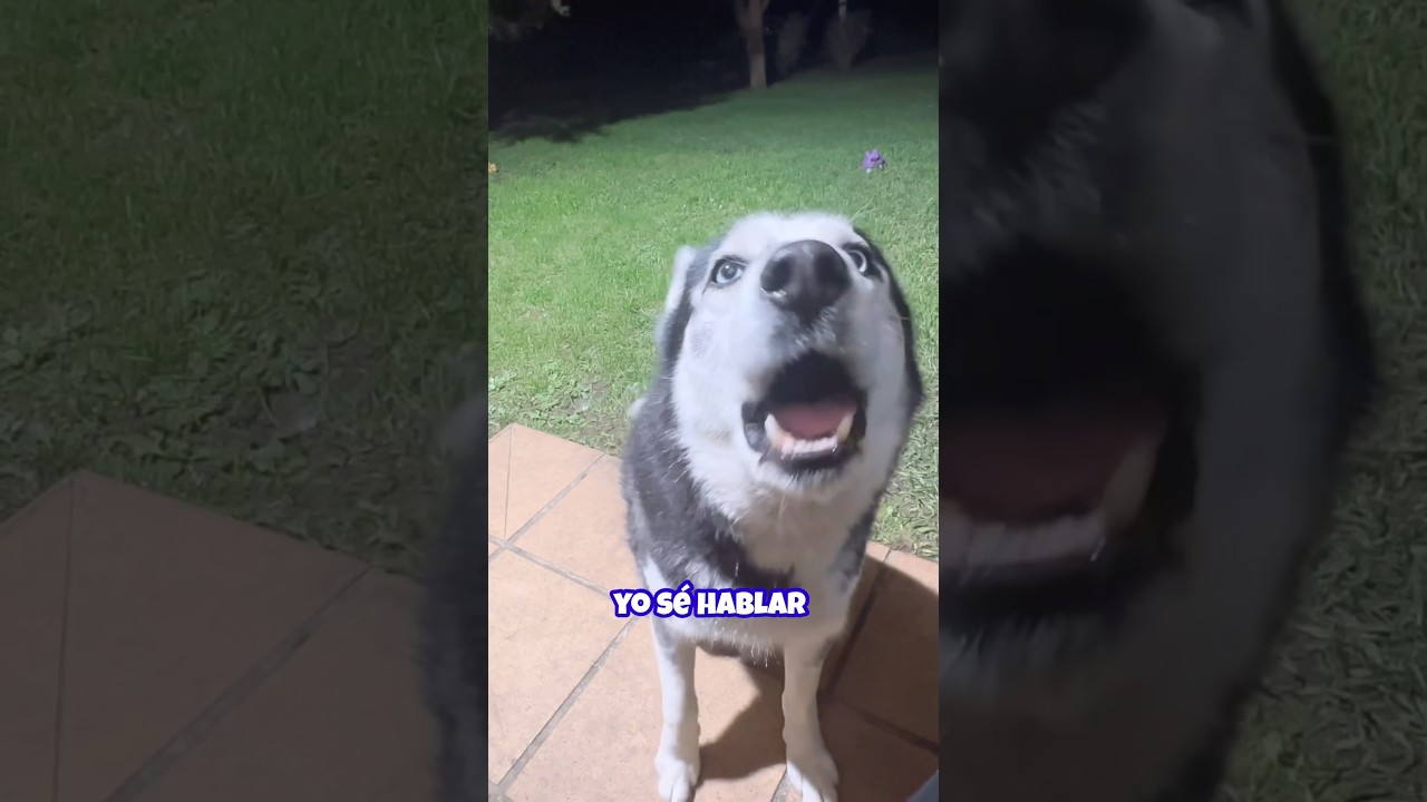 YO S&Eacute; HABLAR!!