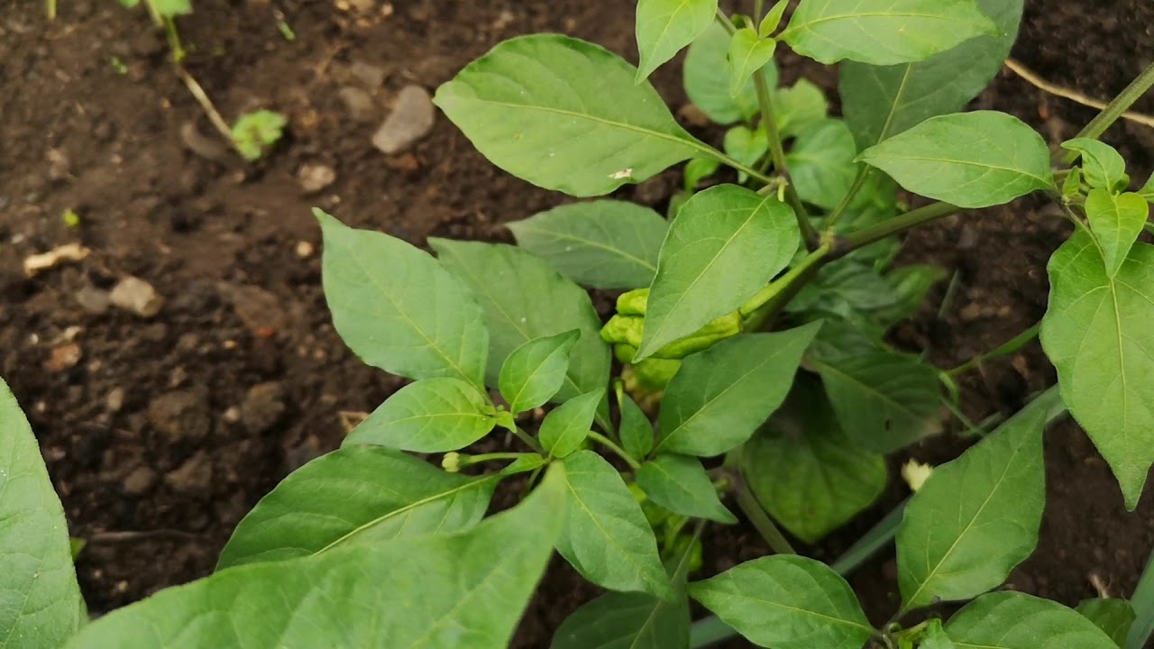 Chocolate scorpion, najpiękniejsza papryka świata?