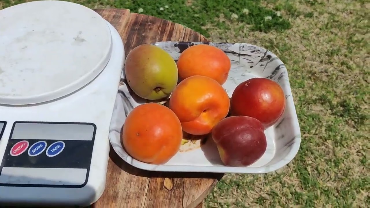 Plum and Apricot 19 may 2023. Early queen, Rubista, Big red, Pricia, Holly cot.
