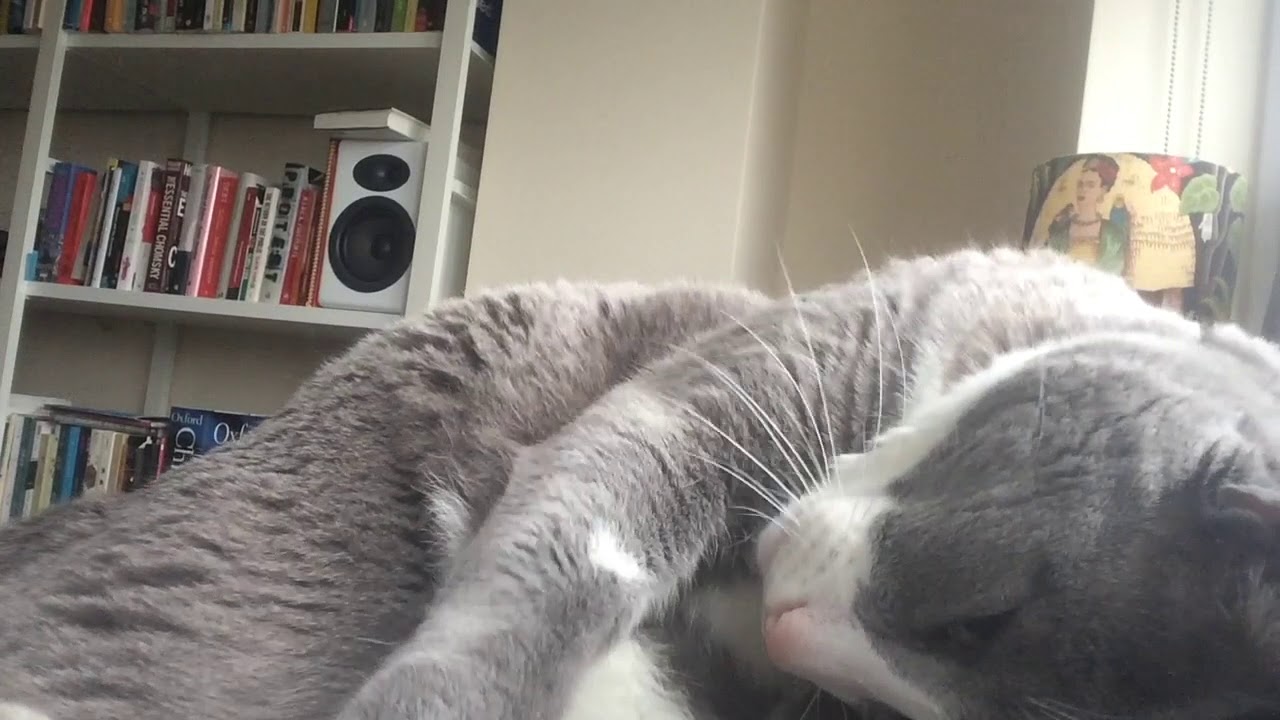 Two Hours Cat Sleeping Video