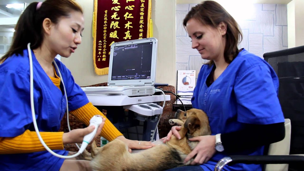 How to find ovaries  ultrasound training
