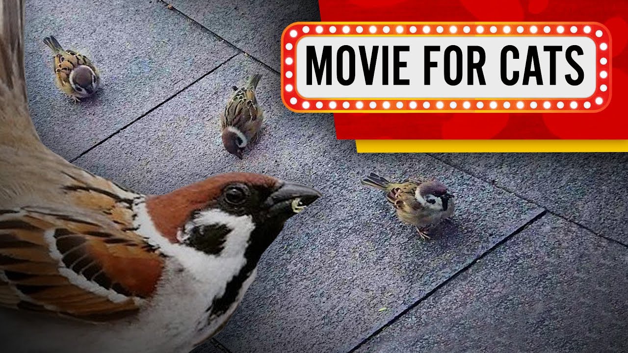 Movie for Cats - Sparrows in Kowloon Park (Video for Cats to watch) 1 Hour