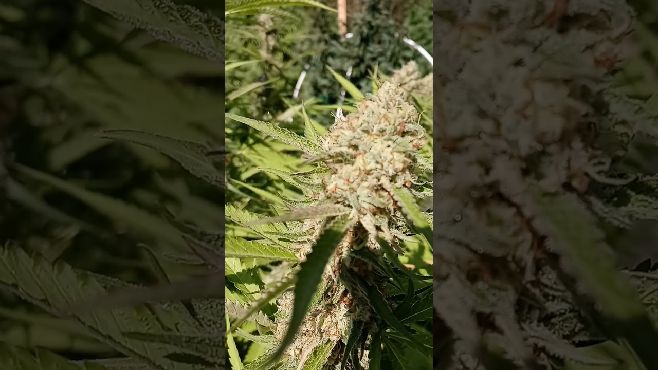 how to tell when cannabis is ready to harvest