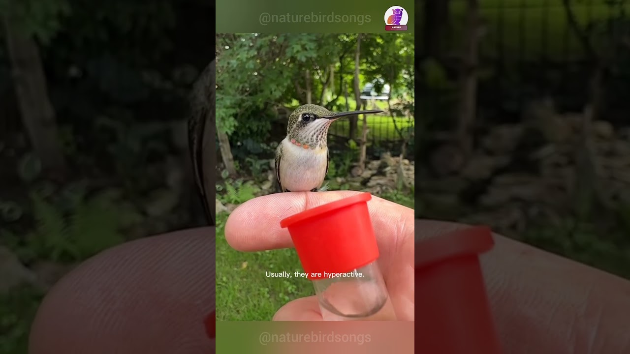 Meeting the "Kolibri": A Rare Friendly Moment ✨ 