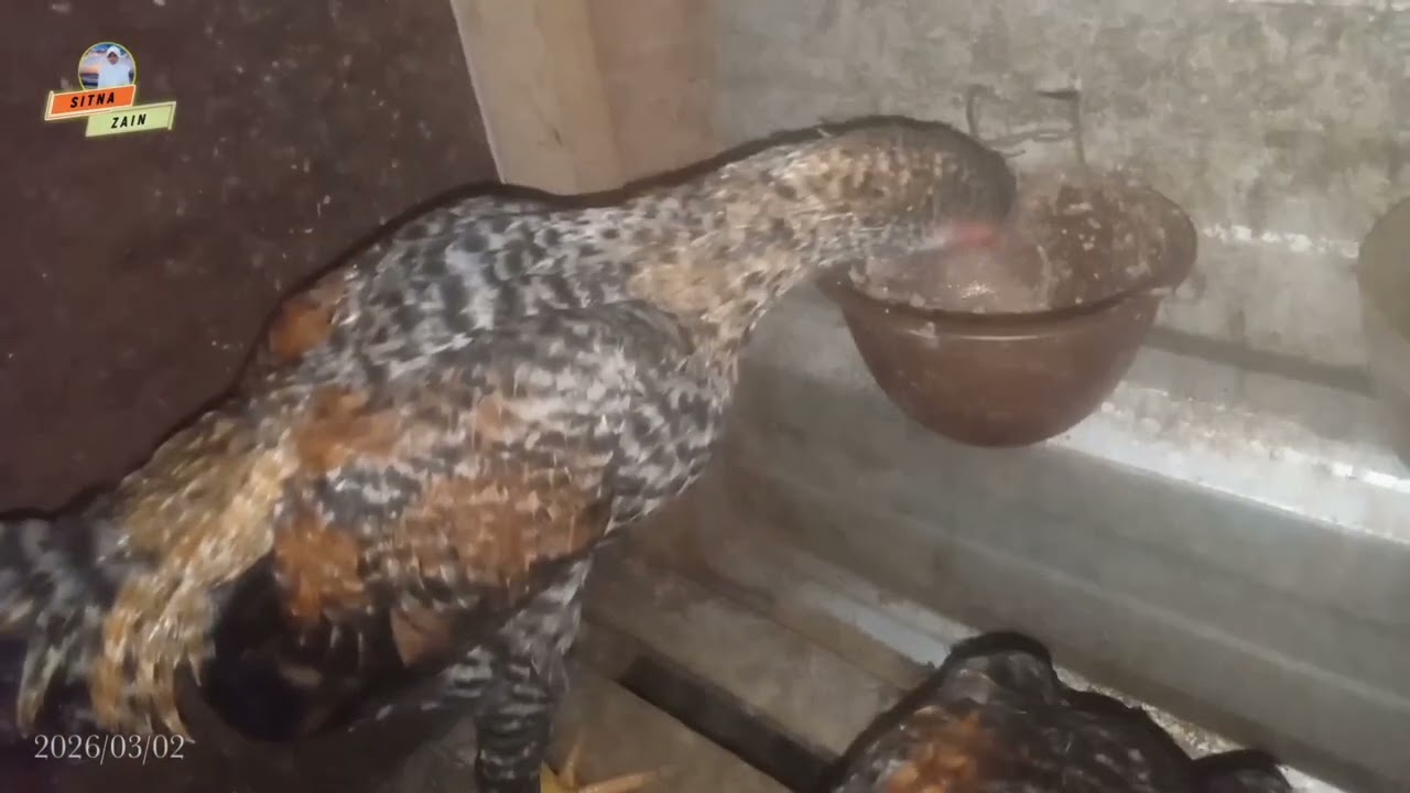 Ayam Sehat Karena Pakan Diberikan Sangat Baik, Kebersihan Kandang Di Perhatikan,.. Salam Satu HOBI