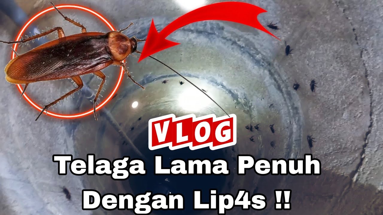 😏Aku Terkejut Melihat Begitu banyak Lip4s Yang Berada Dalam Telaga lama !!😨