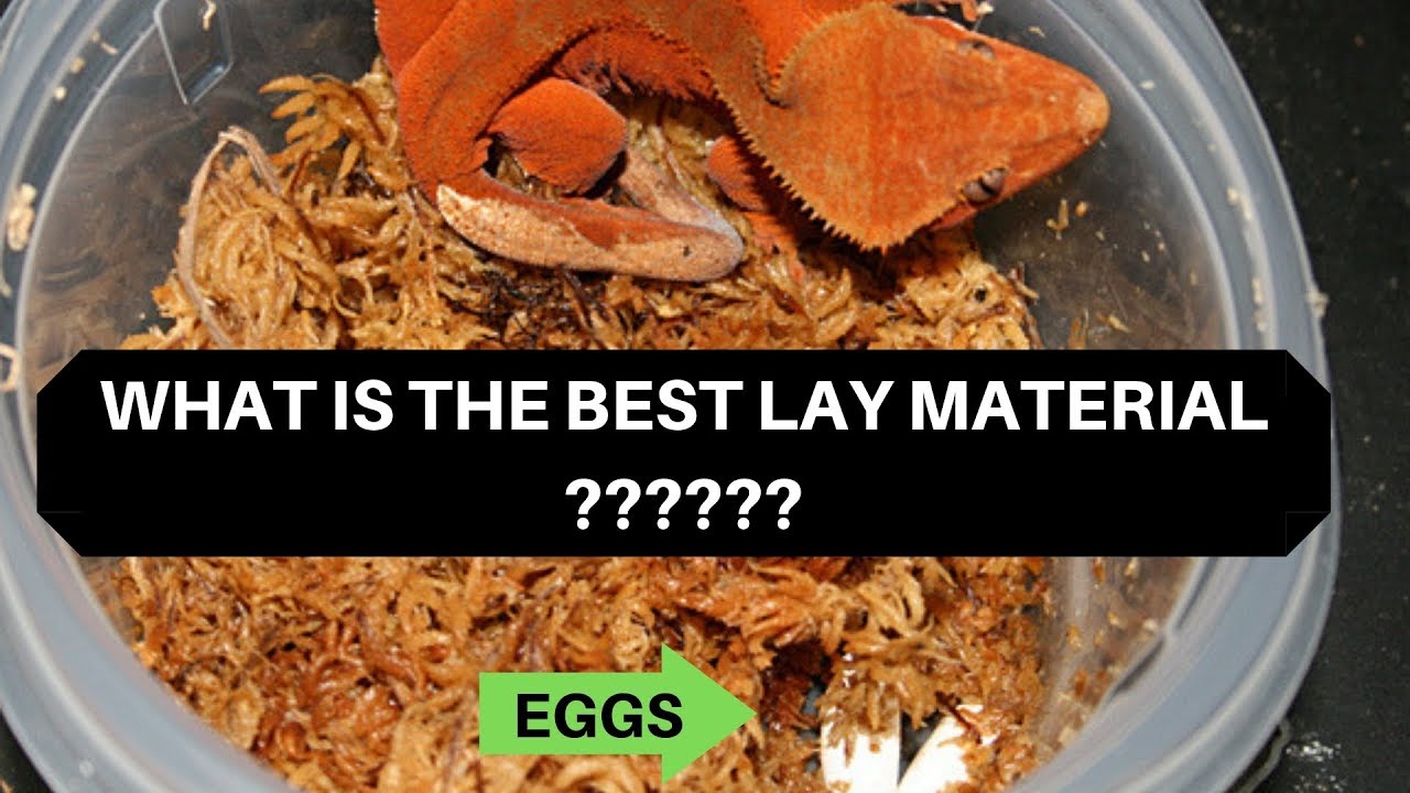 The BEST Lay Box  Hide Box Material For Your Gecko
