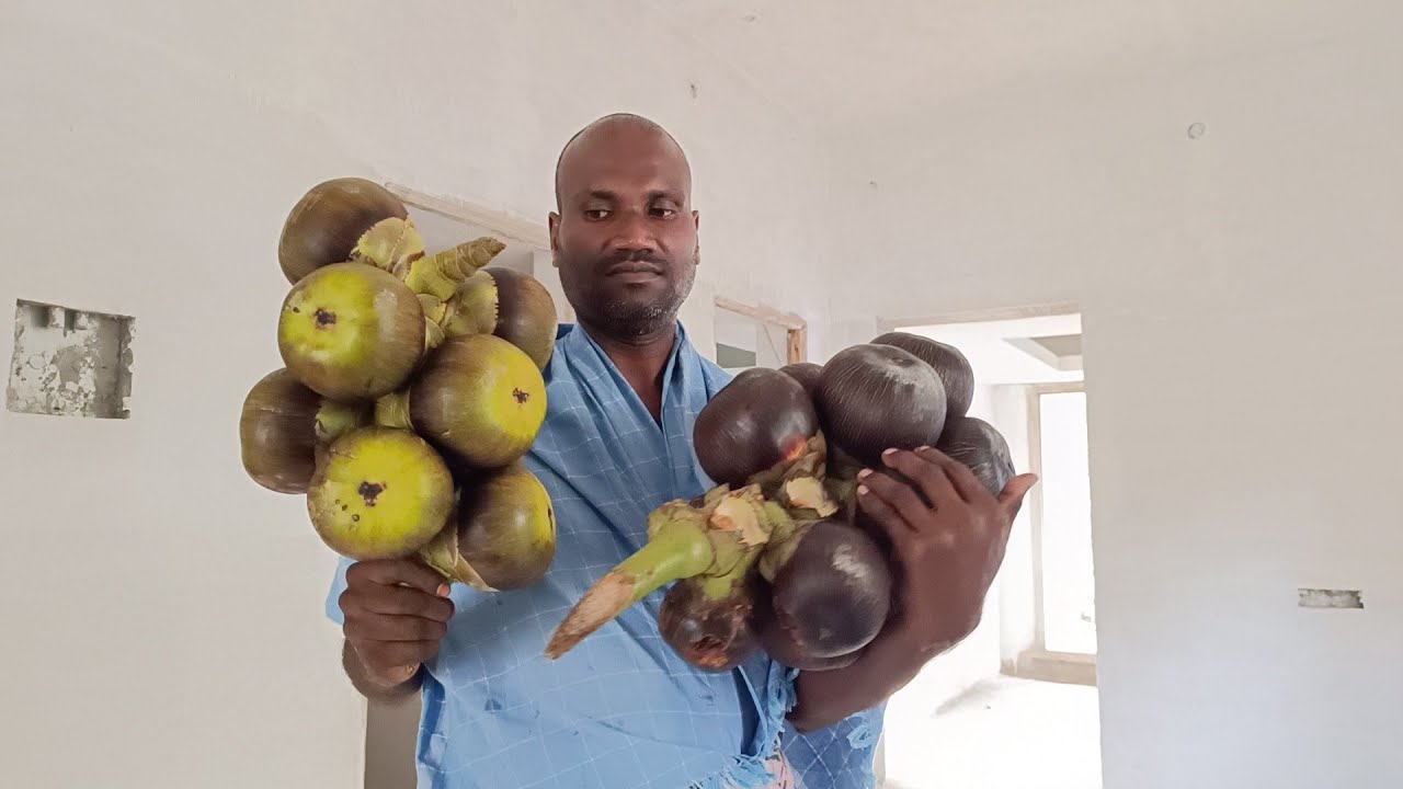 RAJA MASTER HOUSE/ FRESH PALM FRUIT CUTTING and EATING SOUNDS,