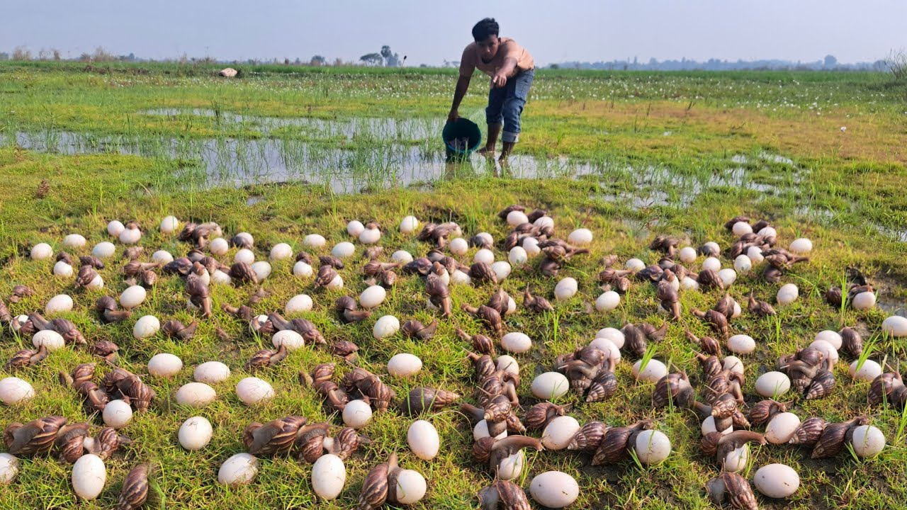 Amazingly, a man or a snail lays eggs and catches snails on it.