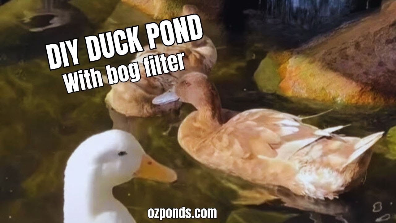 DIY Duck pond with bog filter