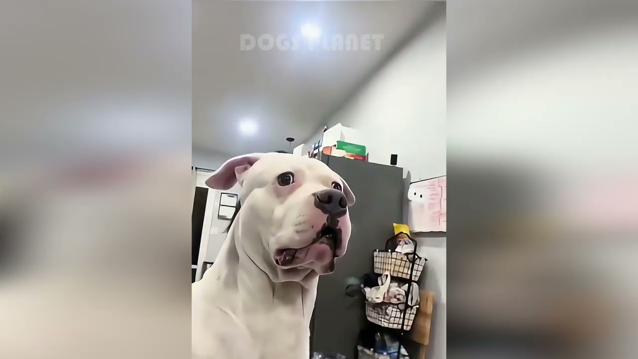 🐶🤯 Смейтесь от души: самые смешные собачьи неудачи, которые нельзя пропустить! 🐶🤯