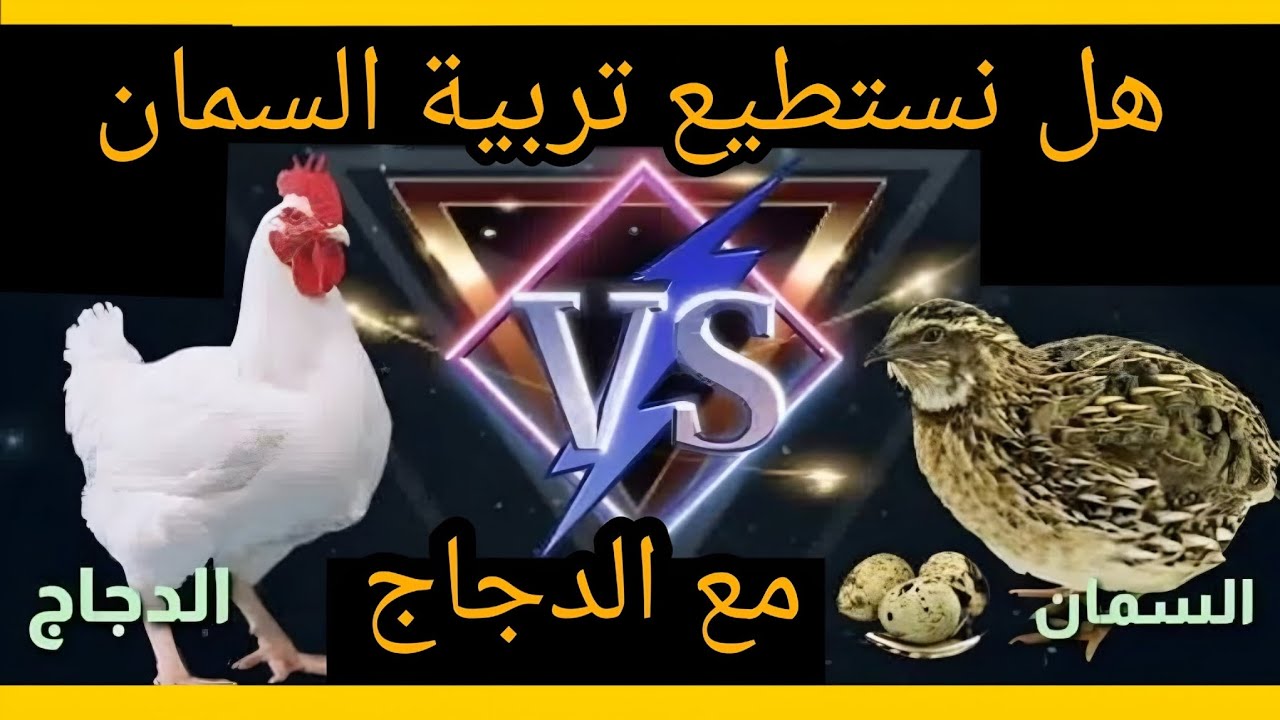 هل يمكن تربية السمان مع الدجاج في مكان واحد؟ الحقيقة التي لا يخبرك بها أحد!