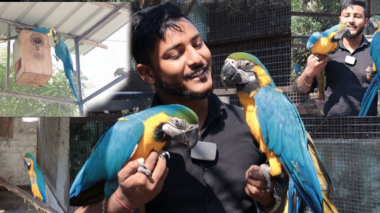 Blue Gold Macaw pair is ready to breed.