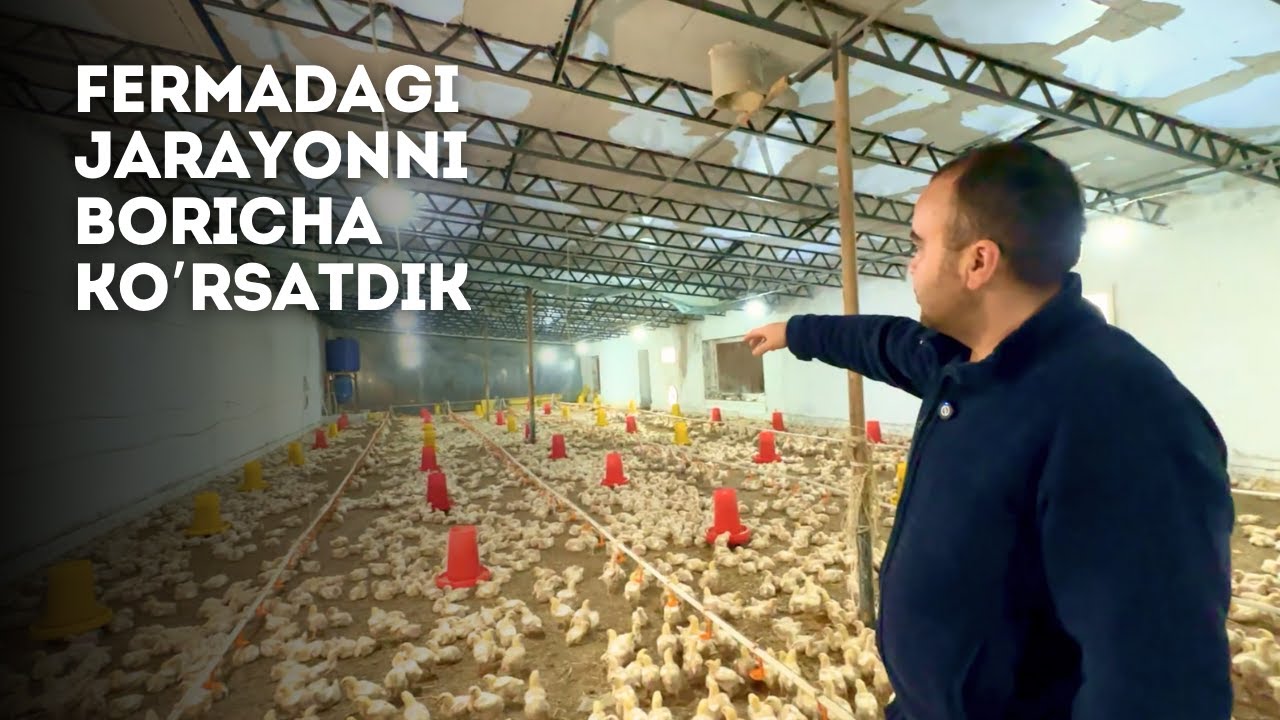 Jo'ja Boquvchilar Eshiting | Tovuq Biznesida 9 Yillik Tajriba