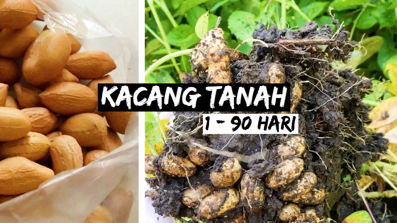 CARA TANAM KACANG TANAH - BENIH HINGGA TUAI