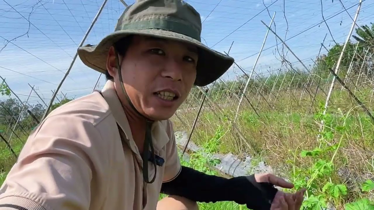 Trồng Rau Màu - Cách Để Tạo Nhiều Bộ Rễ Trên Một Gốc Khổ Qua Giúp Bun Chồi ,Áp Dụng Dể Dàng 