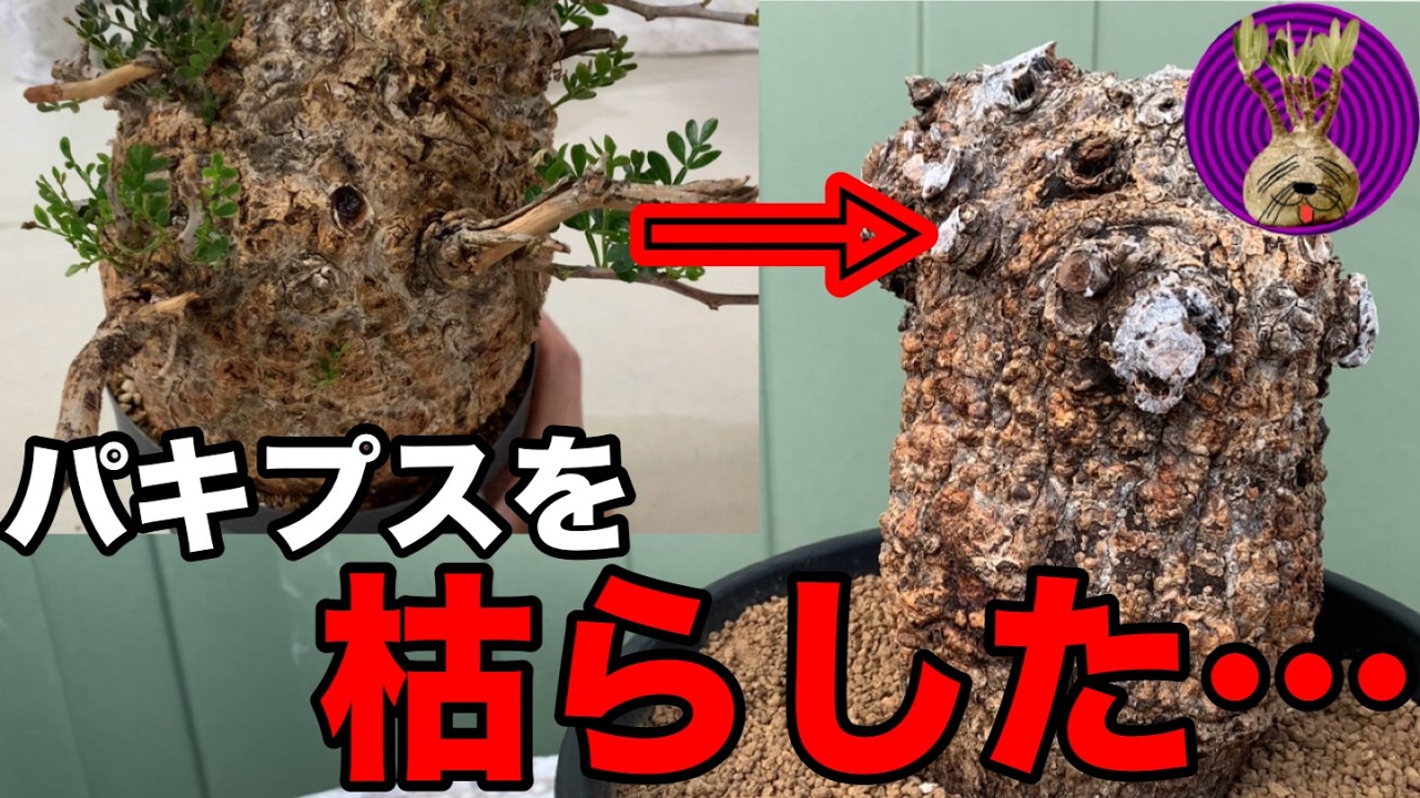【本当に後悔】パキプスを枯らしてしまった&hellip;