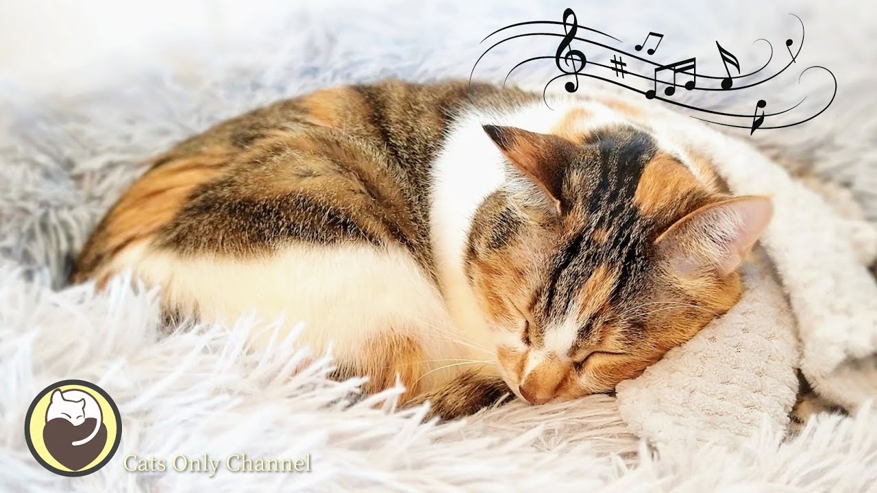 528 Hz Healing Music for Anxious Cats (with cat purring sounds)