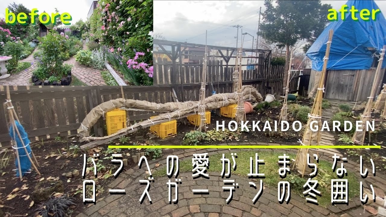 【ガーデニング】豪雪地帯の貴重なランブラーローズの冬囲い方法を解説。バラへの愛が伝わります。【薔薇】【ガーデン】【園芸】