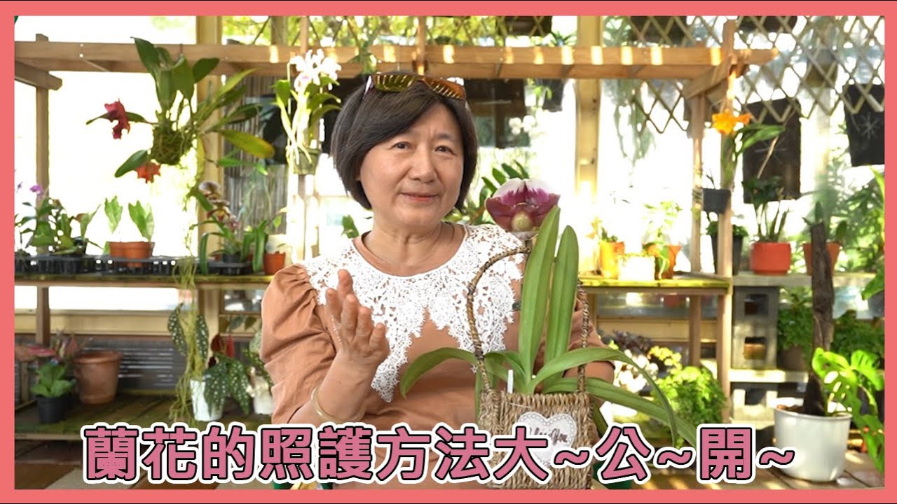 [蘭花該怎麼顧呢?]台灣拖鞋蘭女王現身說法告訴你！#蘭花照護 #植物照顧 #室內植物 #拖鞋蘭 #paphiopedilum #orchid
