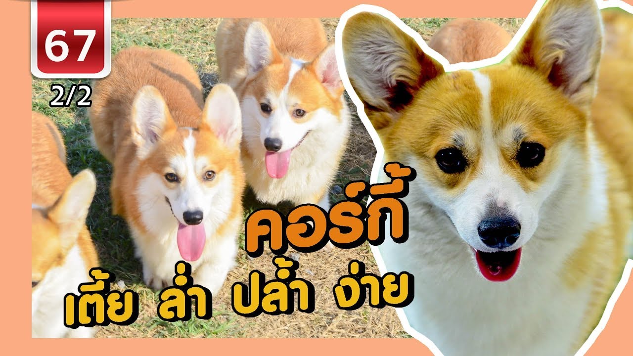Corgi คอร์กี้ เตี้ย ล่ำ ปล้ำ ง่าย - เพื่อนรักสัตว์เอ้ย EP 67 [2/2]