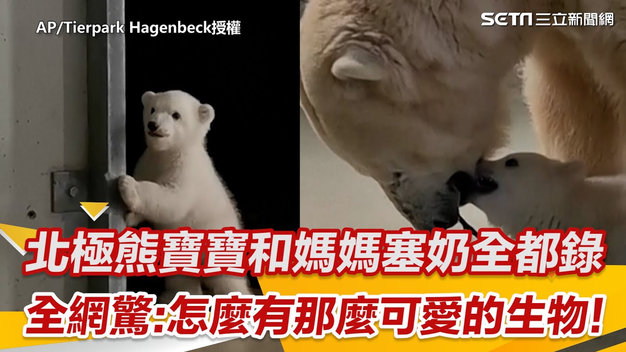 北極熊寶寶和媽媽塞奶全都錄 全網驚:怎麼有那麼可愛的生物!｜三立新聞網 SETN.com