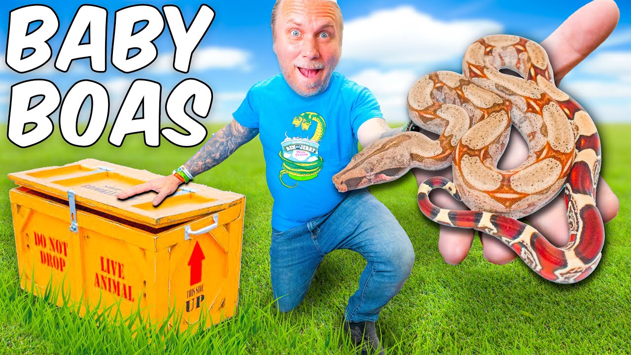 We've Got $5000 Worth Of Baby Boas - Let's Unbox Them!
