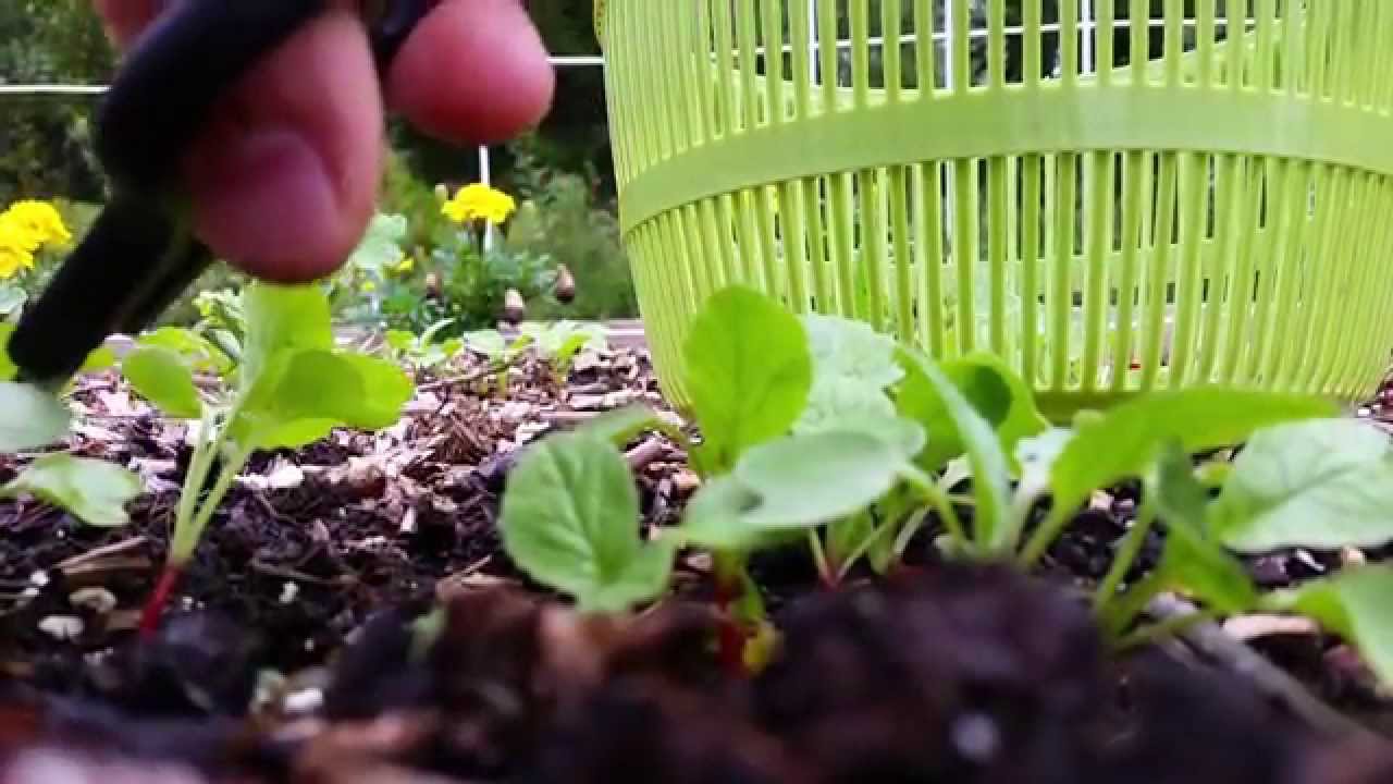 How I Thin Out Radish Seedlings