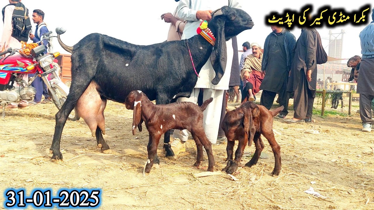 31 January 2026 Live Kameer Bakra Mandi-Milking Goats With Kids-Breeder Bakre