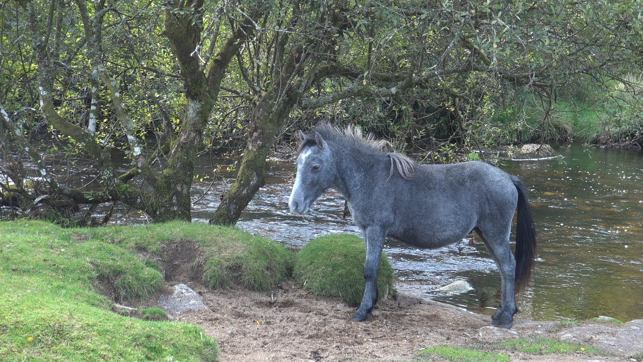 Cherrybrook Quarry to Dartmeet and Huccaby Tor