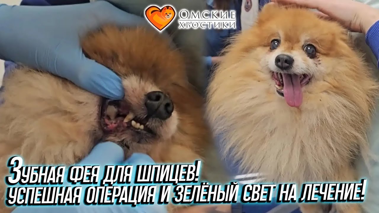Зубная фея для шпицев! Успешная операция и зелёный свет на лечение! | Малыш, Бостон