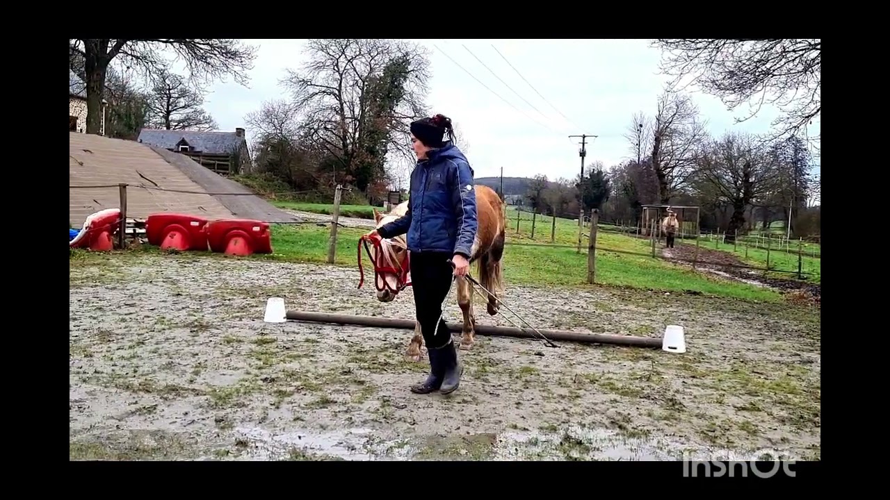 Equifeel virtuel Caval'Go 2026 - épreuve poulain manche 2 Ode
