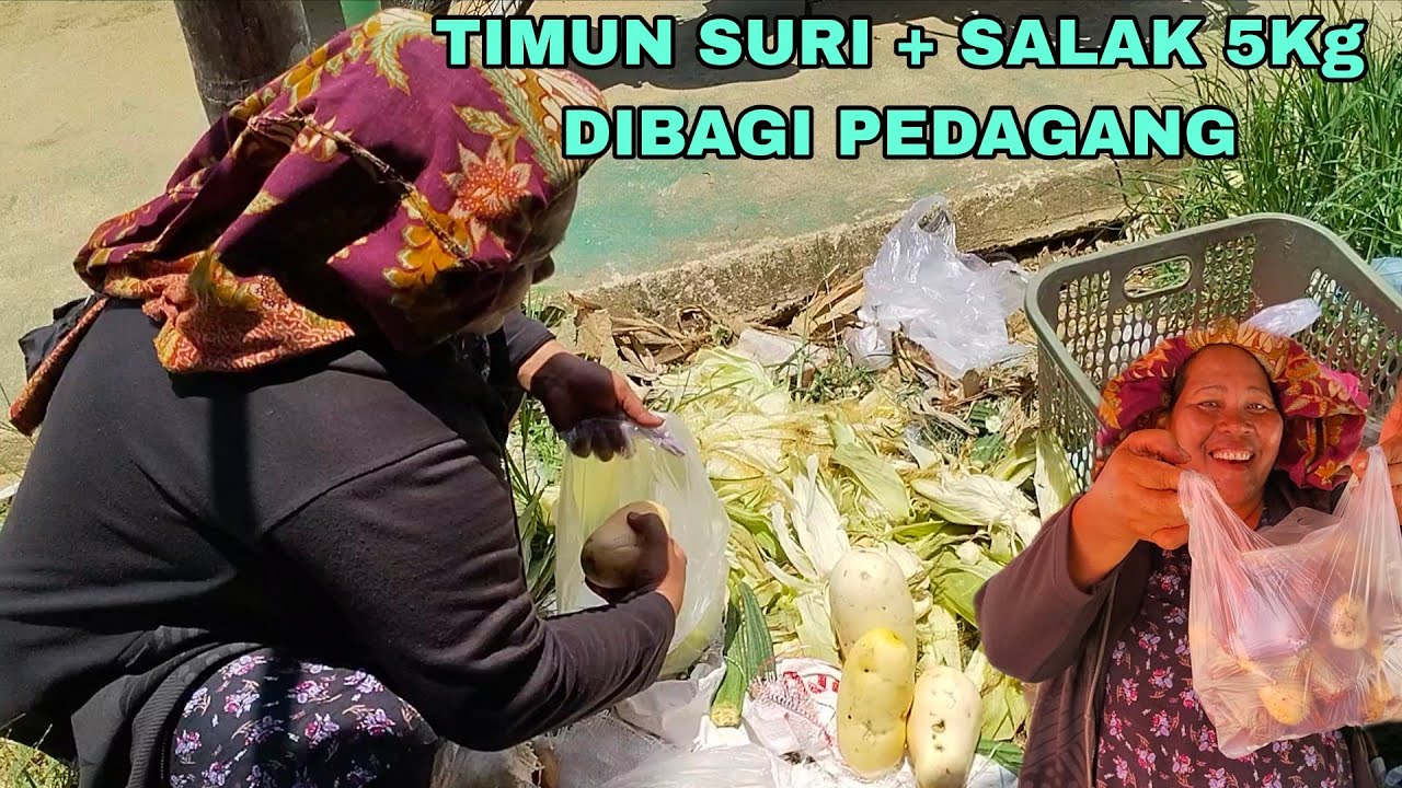 MULUNG SISA PEDAGANG | STOK SAYUR DIKEBUN✅