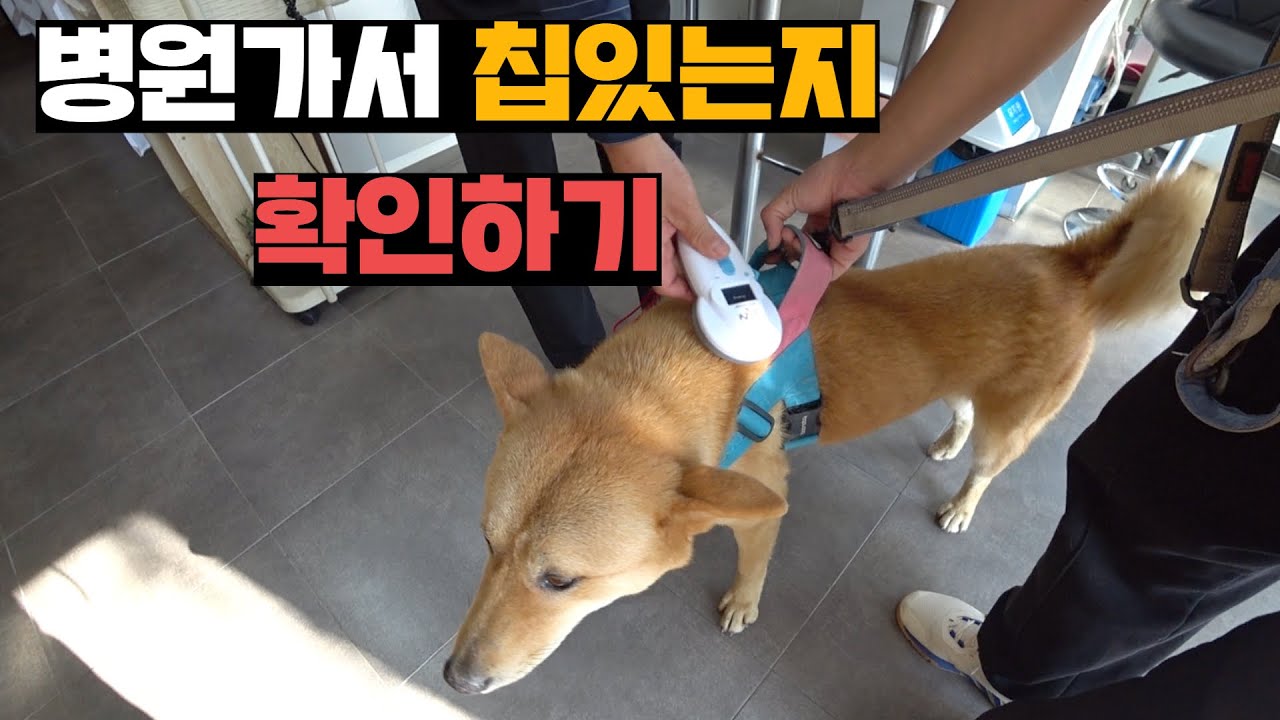 양봉장에 2달째 장기투숙중인 진돗개, 병원데리고 가보기