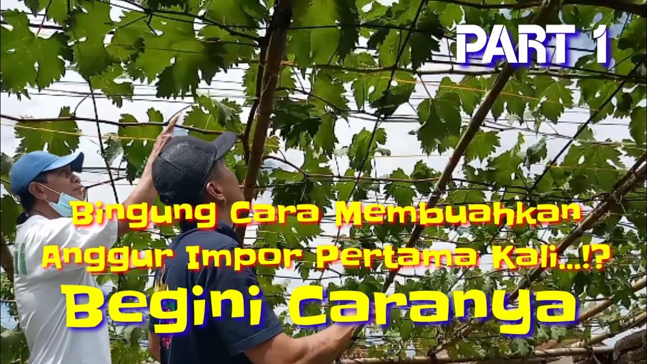Cara Membuahkan Anggur Pertama Kali/Perdana part 1
