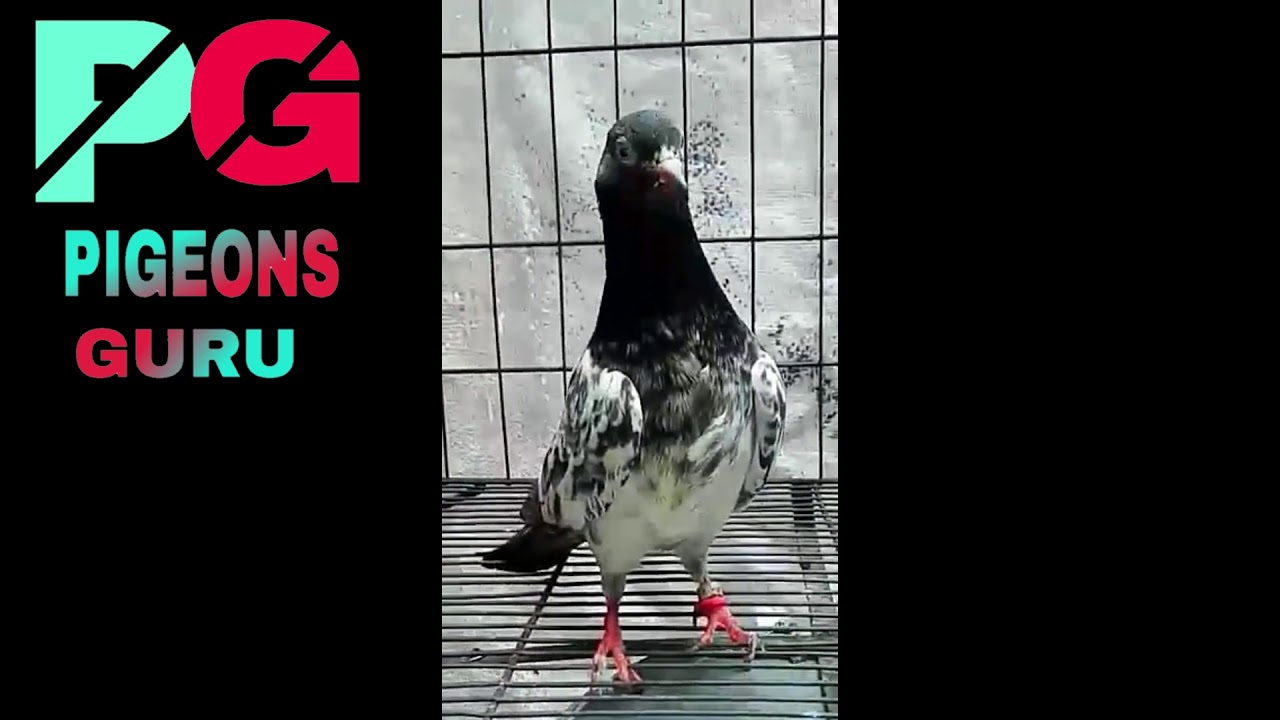 Feroz Puri Pigeons