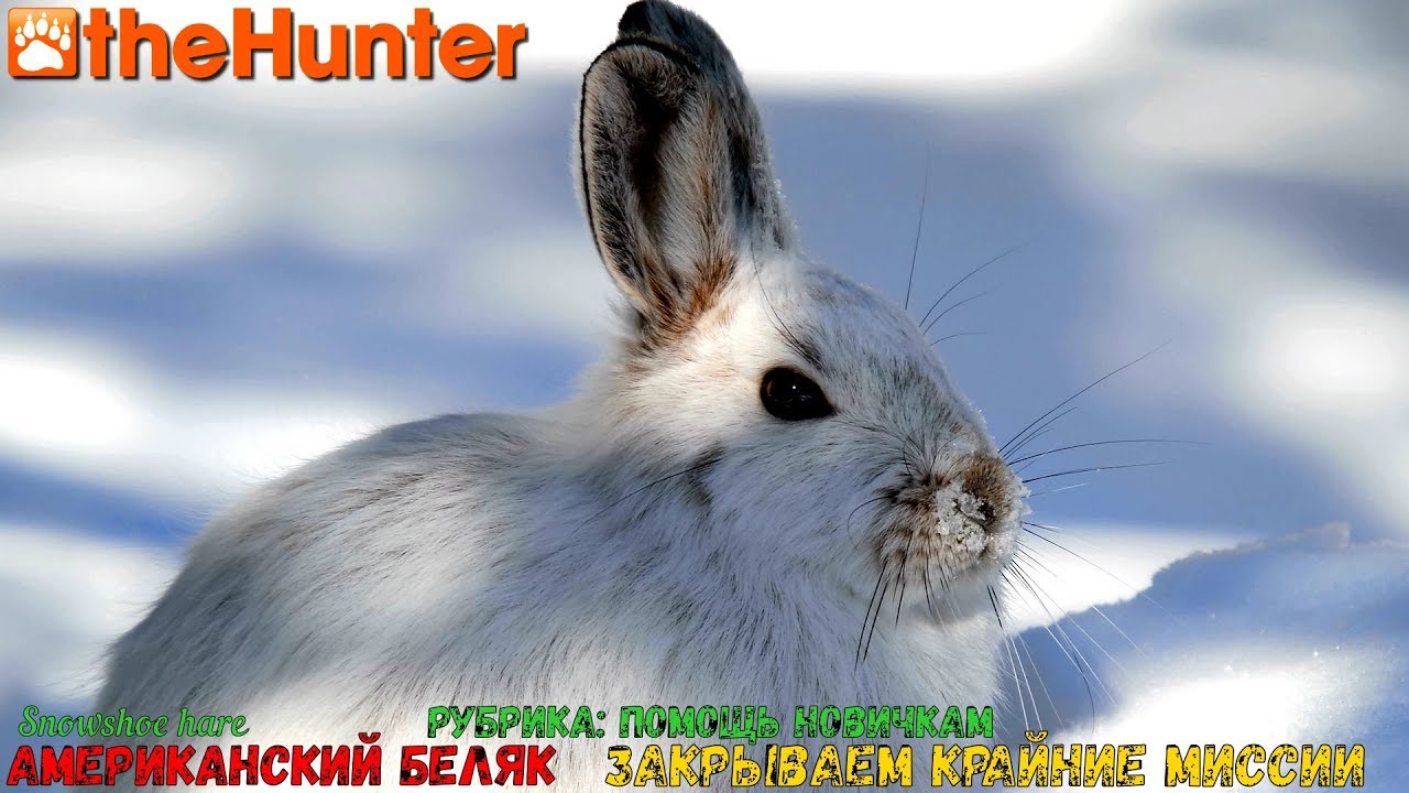 ♢ theHunter Classic ➫ Рубрика: Помощь новичкам ♢ Snowshoe Hare missions ℘⓷ ➫ американский беляк ♢