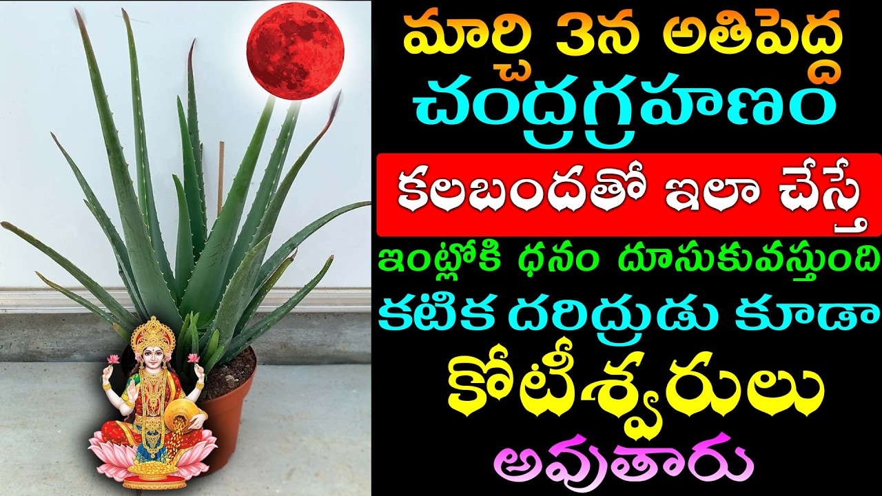 మార్చి 3 అతిపెద్ద  చంద్రగ్రహణం కలబందతో ఇలా చేస్తే ఇంట్లోకి ధనం దూసుకు వస్తుంది దరిద్రుడు కోటీశ్వరుడే