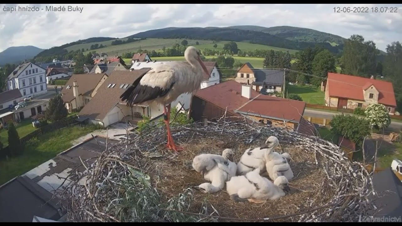 MOTHER STORK TORMENTS STORKLET BEFORE THROWING FROM NEST