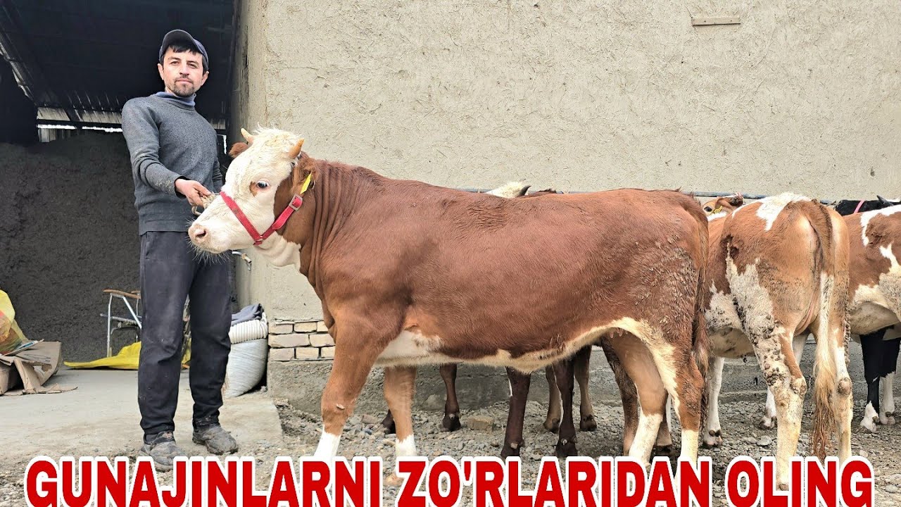 Kamol akadan bugun go'zallarini go'zallarini va zo'rlarini oling 17 марта 2026 г.