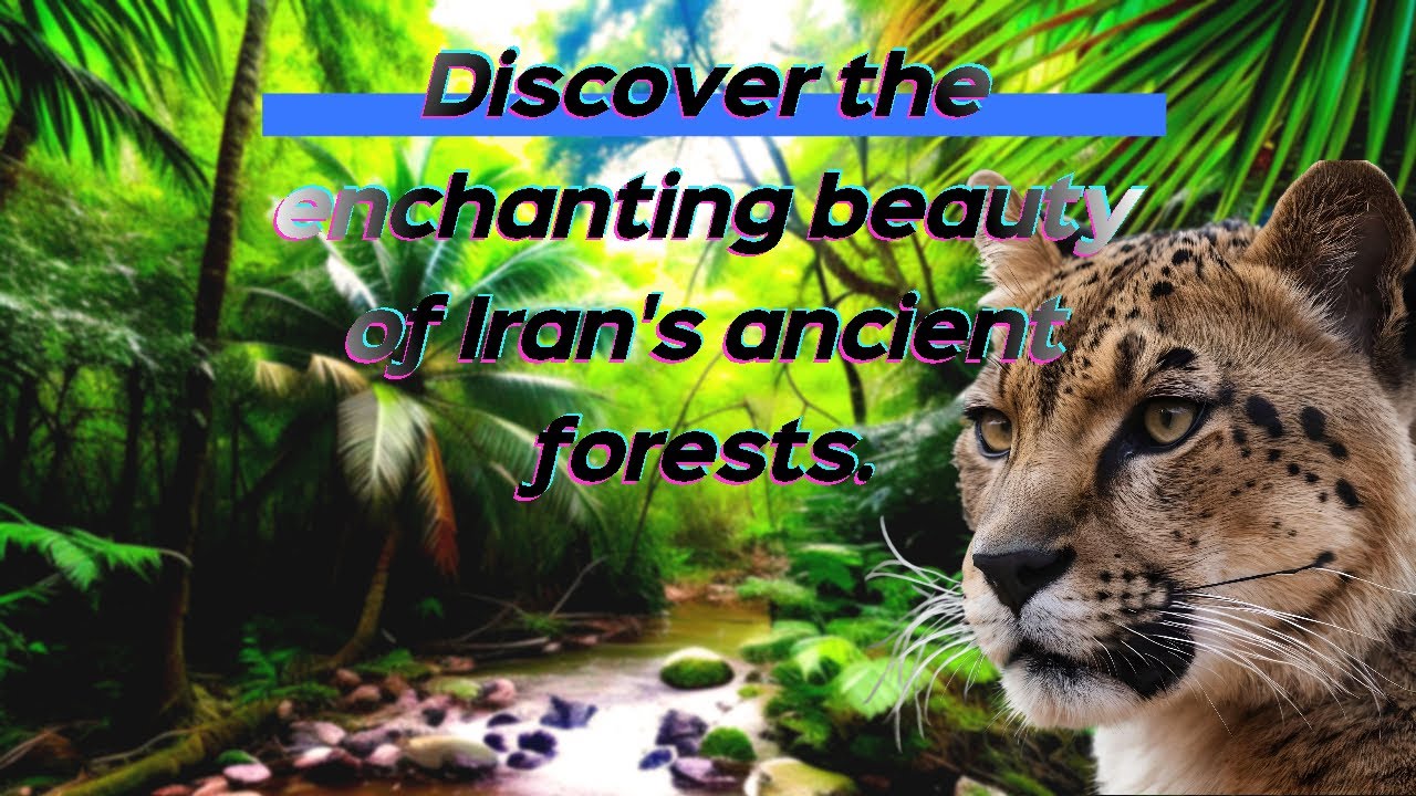 Exploring the Ancient Hyrcanian Forests | A Hidden Natural Wonder of Iran