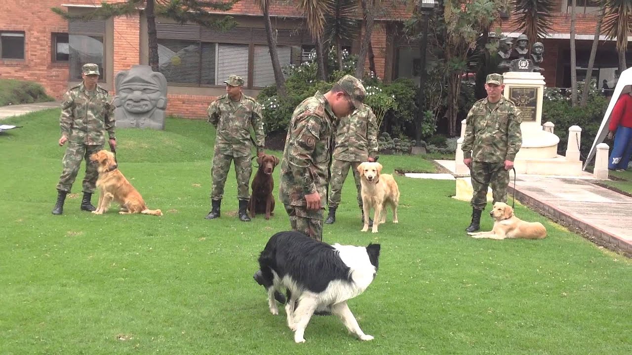 Demostración canina del Ejército Nacional de Colombia