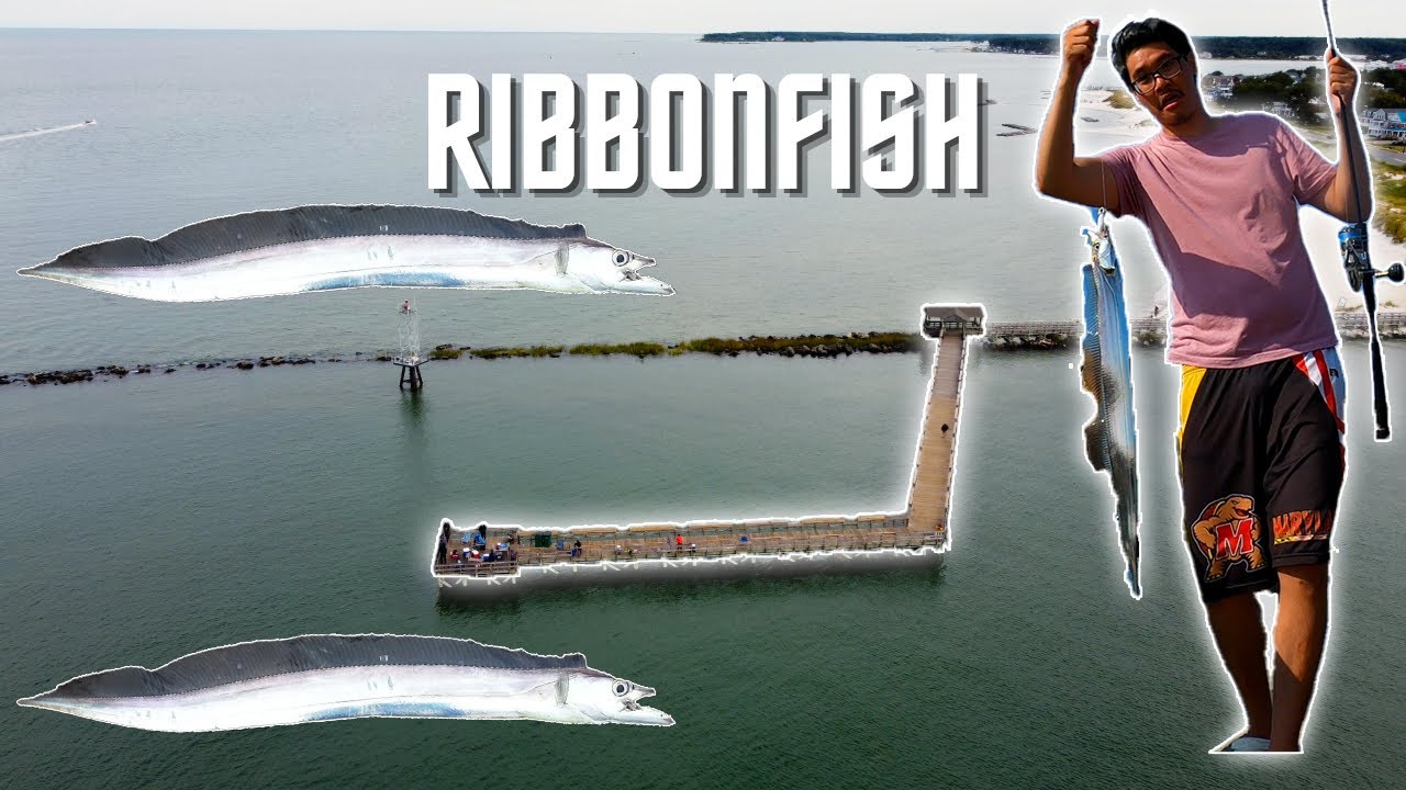 Fishing For Ribbonfish