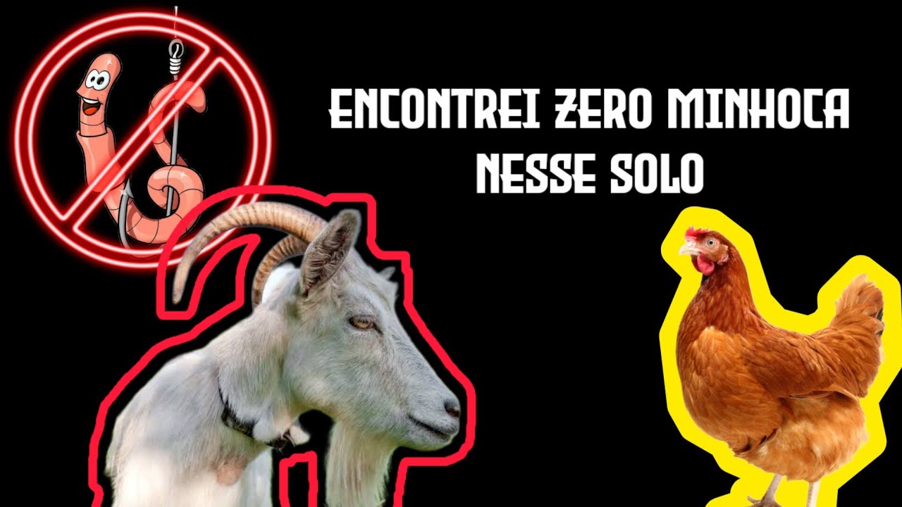 TENTANDO PLANTAR SEM FERTILIZANTES NUM SOLO MORTO - DIA 4