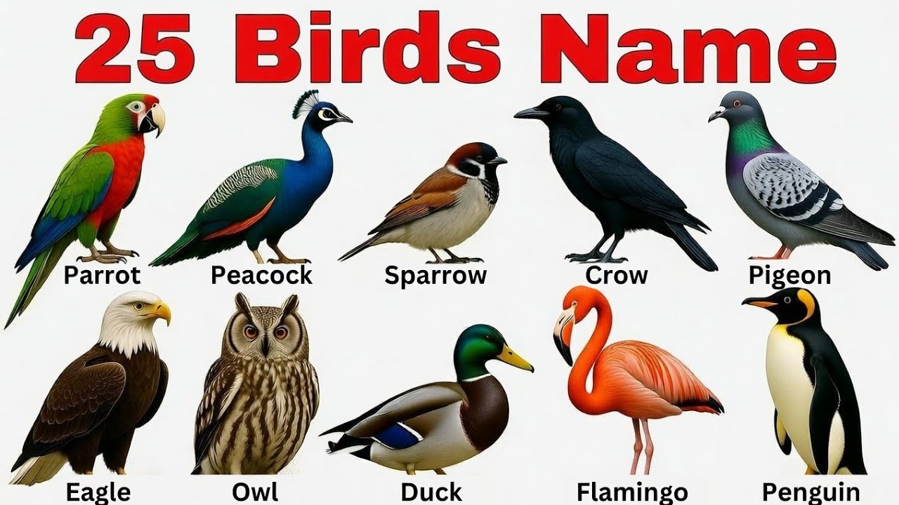 Birds Name in English & Hindi | 25 पक्षियों के नाम | Birds for kids | Birds Name Learning 