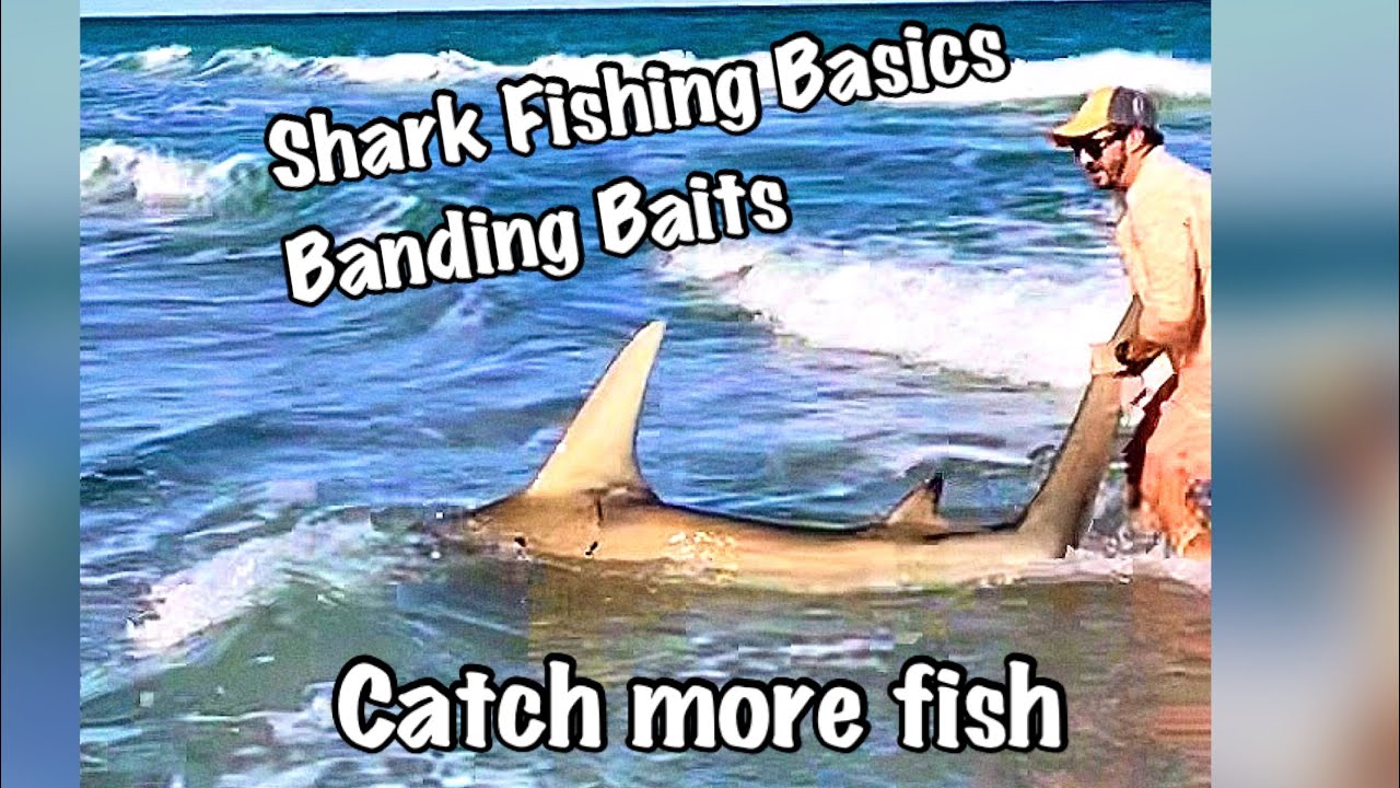Shark Fishing Basics - Banding for Casting or Dropping Shark baits
