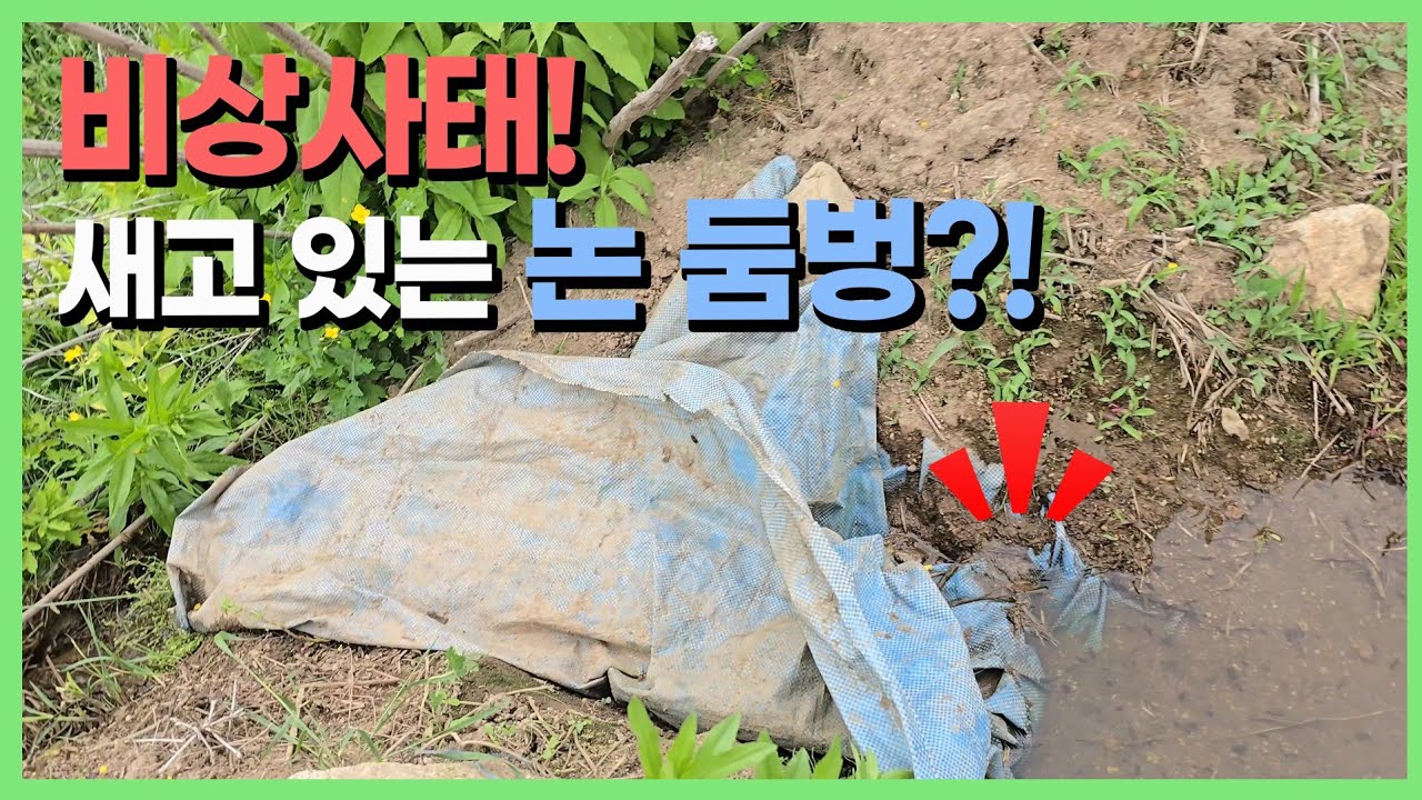 비단잉어 가득한 논의 물이 줄줄줄 새고 있었습니다 [은별 둠벙 5]
