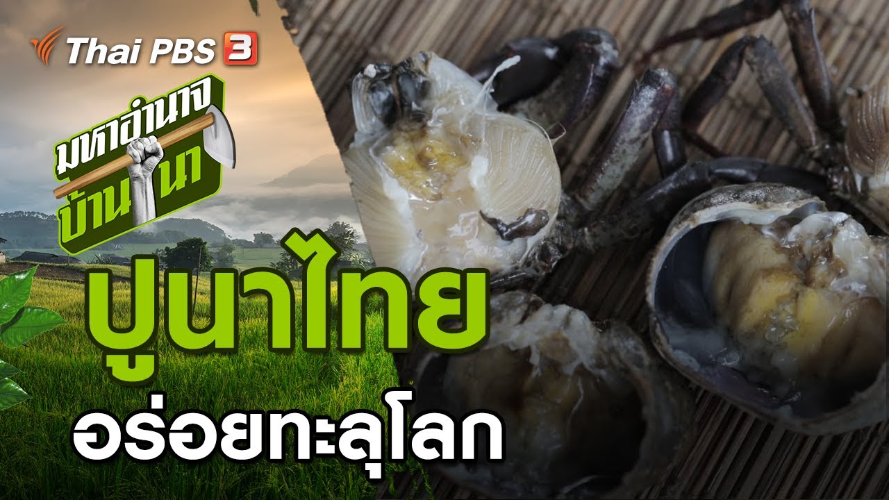 ปูนาไทย อร่อยทะลุโลก : มหาอำนาจบ้านนา