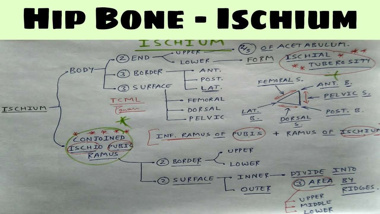 Hip Bone- 1A, Ischium : External Feature | TCML | ENMEDER